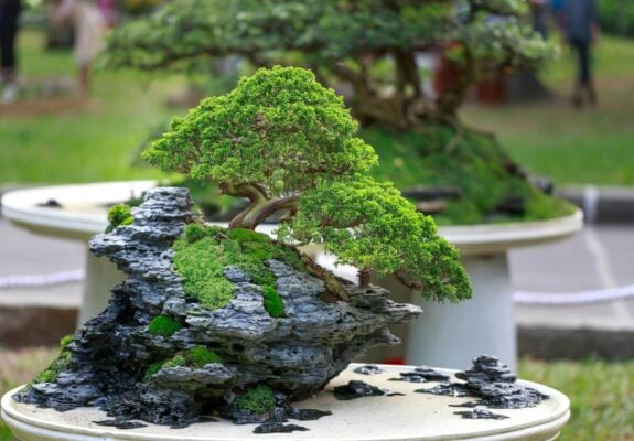 Initiation au Bonsaï à Tokyo